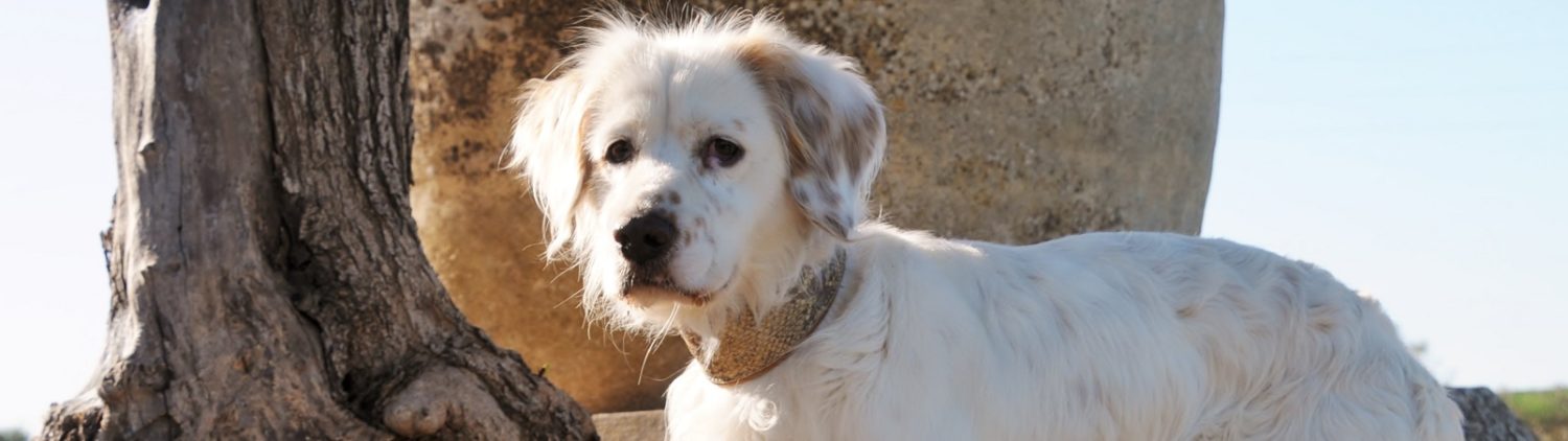 Hoffnungsvolle Tierherzen e.V.